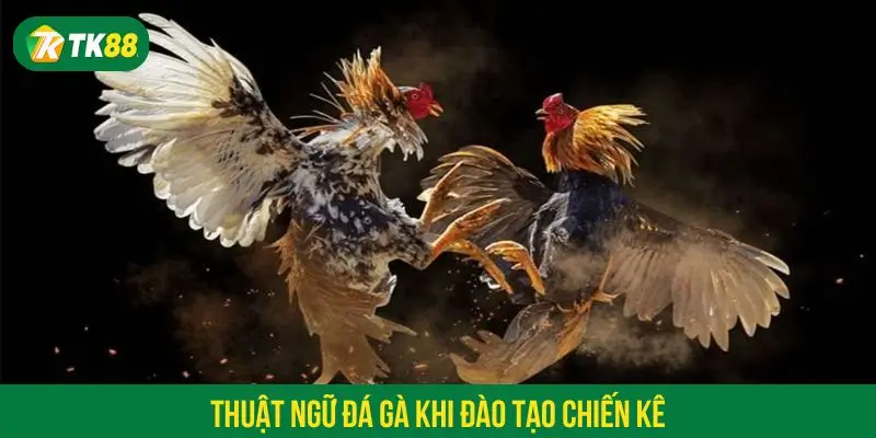 Thuật ngữ đá gà khi đào tạo chiến kê